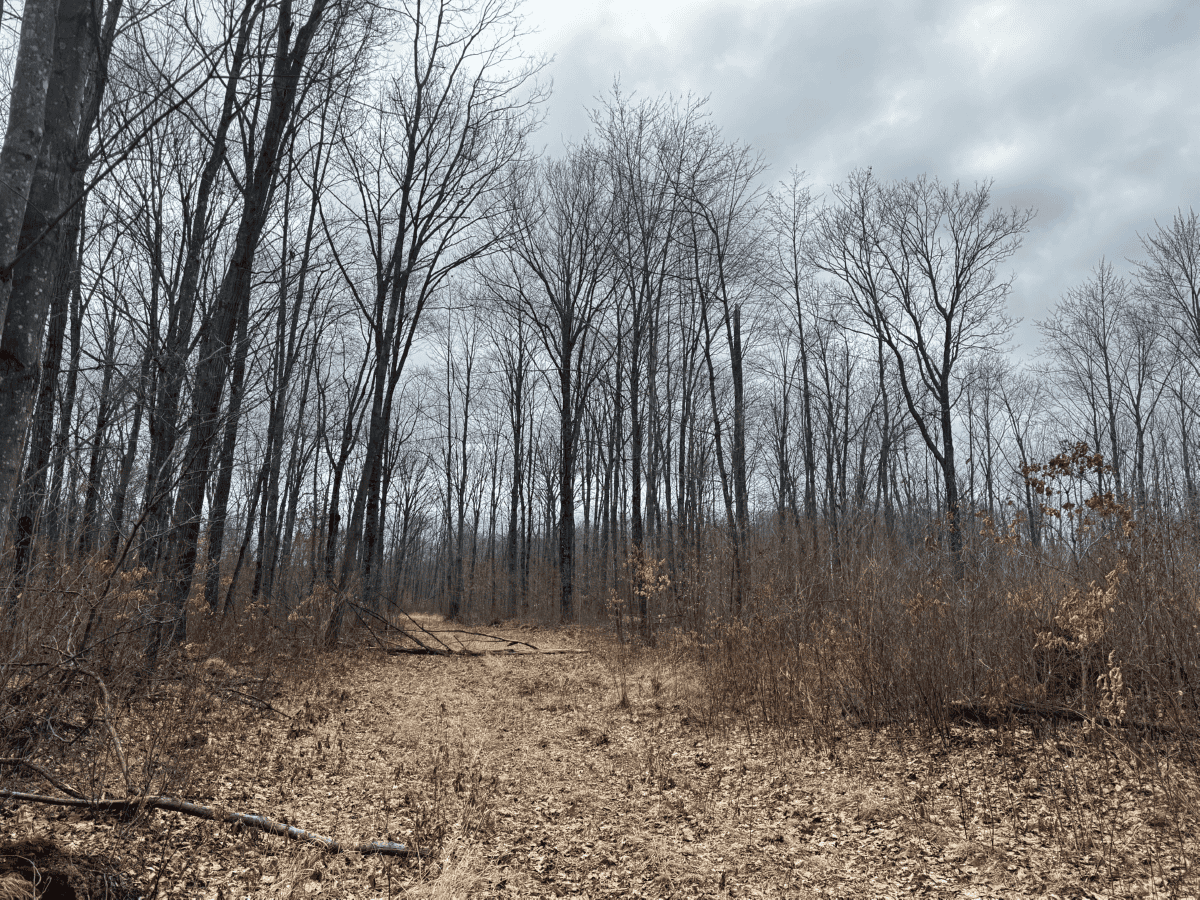 75-acre parcel in the heart of Clark County Wisconsin