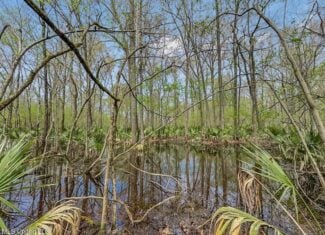 Small Hunting Property in Concordia Parish
