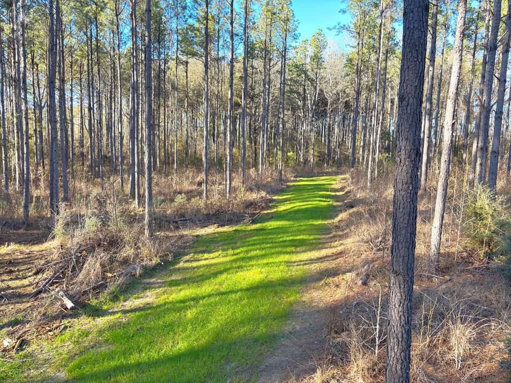 Amite County Hunting Land for Sale