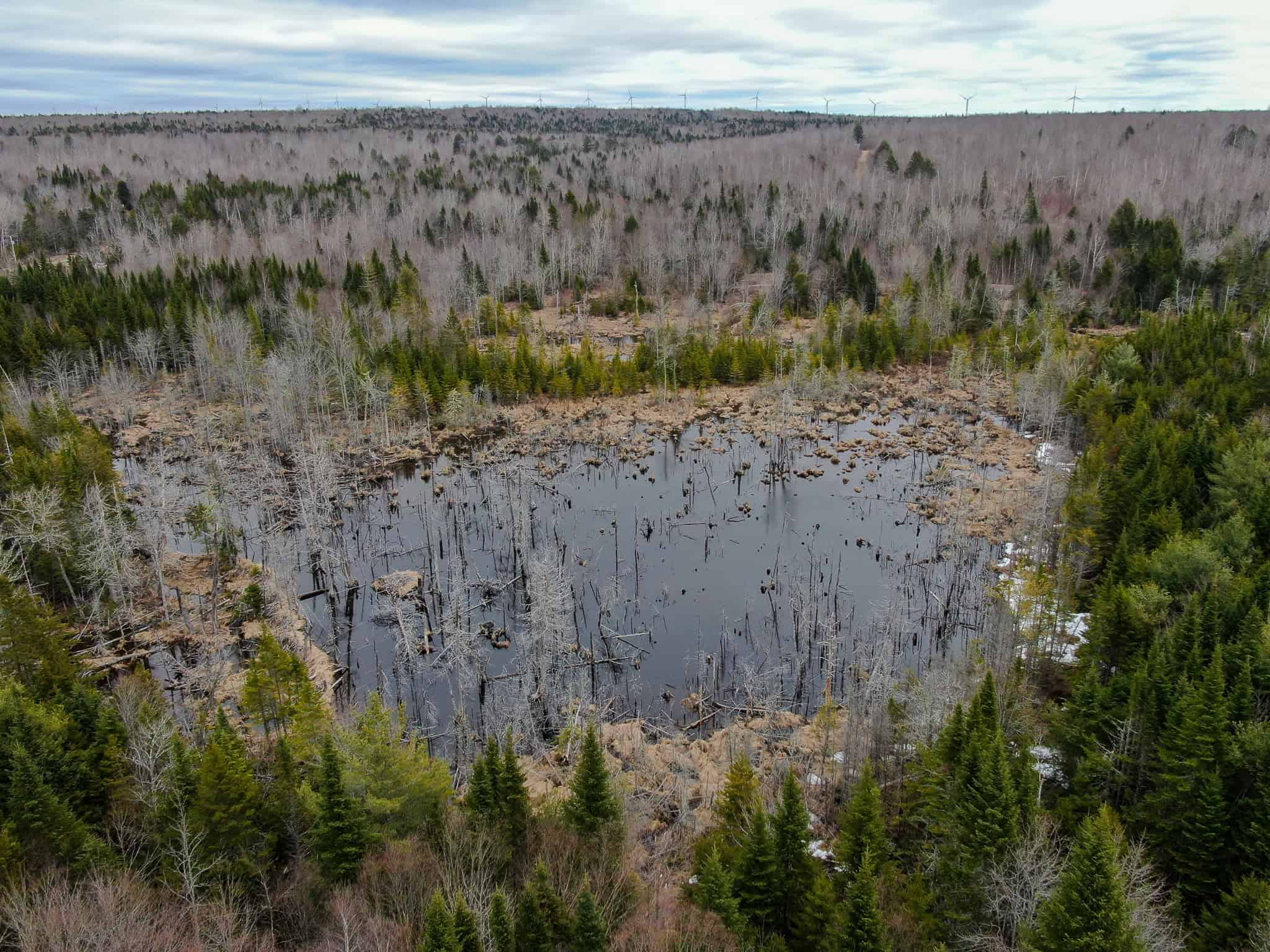 46.8 Acres of Maine Land for Sale – Remote, Forested, Affordable