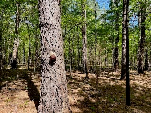 69 Acres For Sale Starkville MS