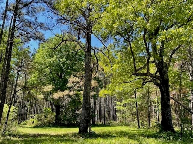 40 Acres For Sale Starkville MS