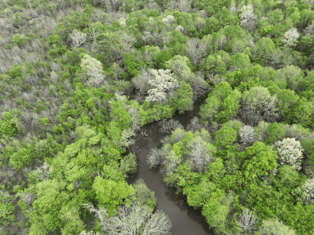 Secluded East Texas Hunting Land – Prime Deer & Waterfowl Property