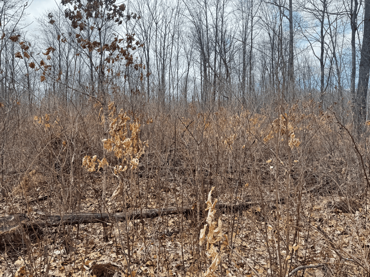 75-acre parcel in the heart of Clark County Wisconsin