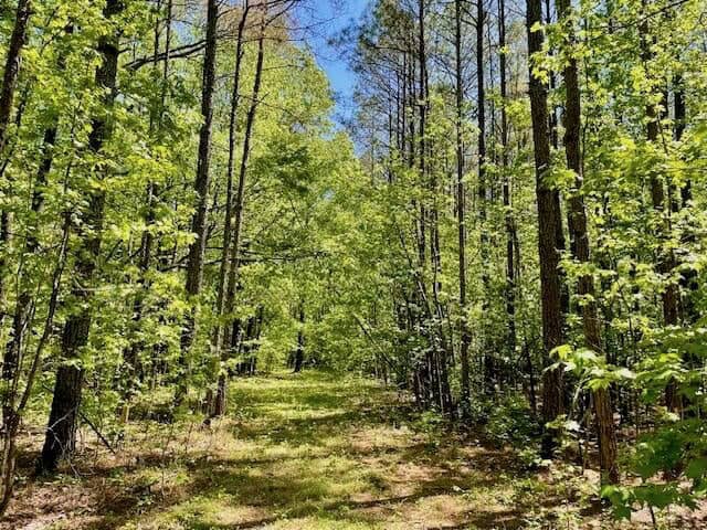 69 Acres For Sale Starkville MS