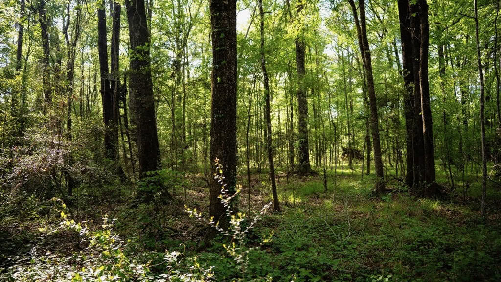 183 Acres and Camp for Sale with Lake, Timber Amite Co., MS