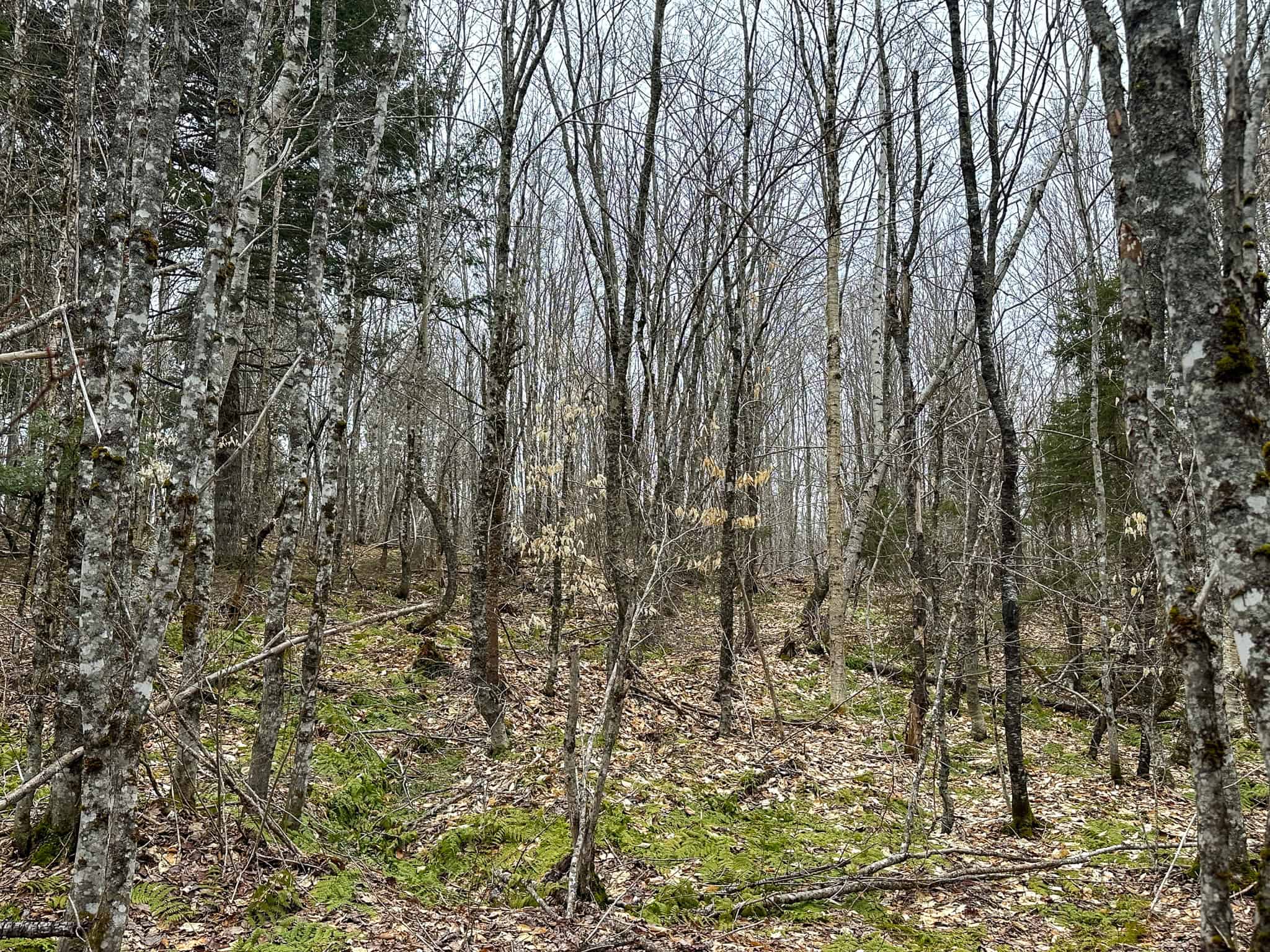 46.8 Acres of Maine Land for Sale – Remote, Forested, Affordable