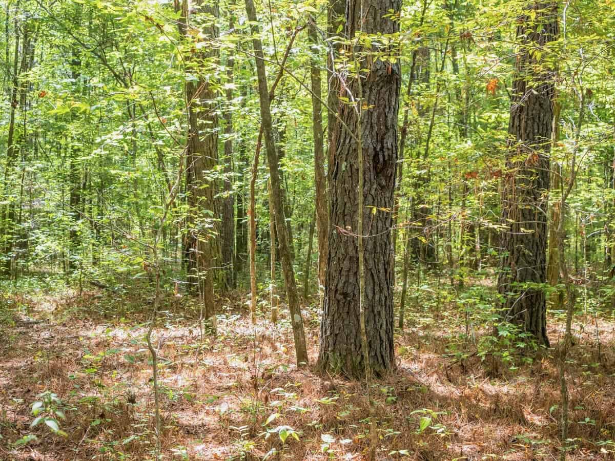 69 Acres For Sale Starkville MS