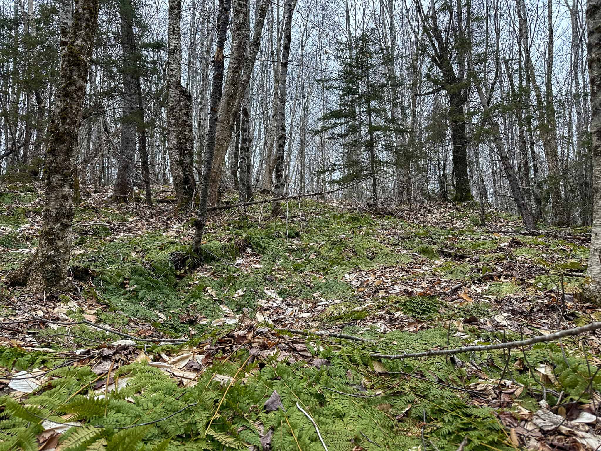 46.8 Acres of Maine Land for Sale – Remote, Forested, Affordable