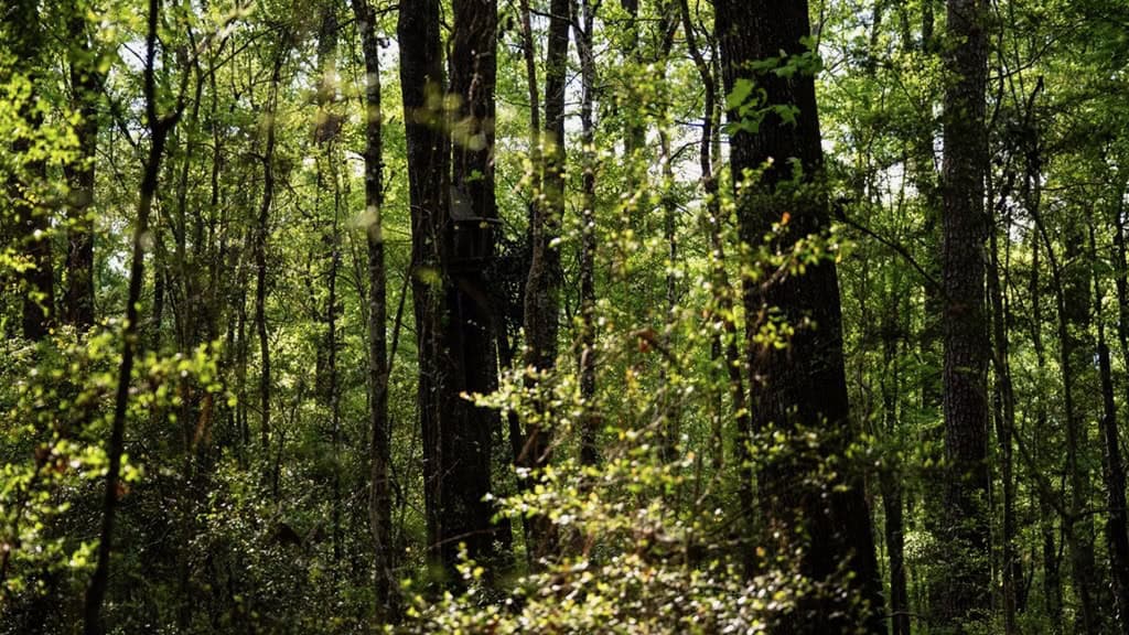 183 Acres and Camp for Sale with Lake, Timber Amite Co., MS