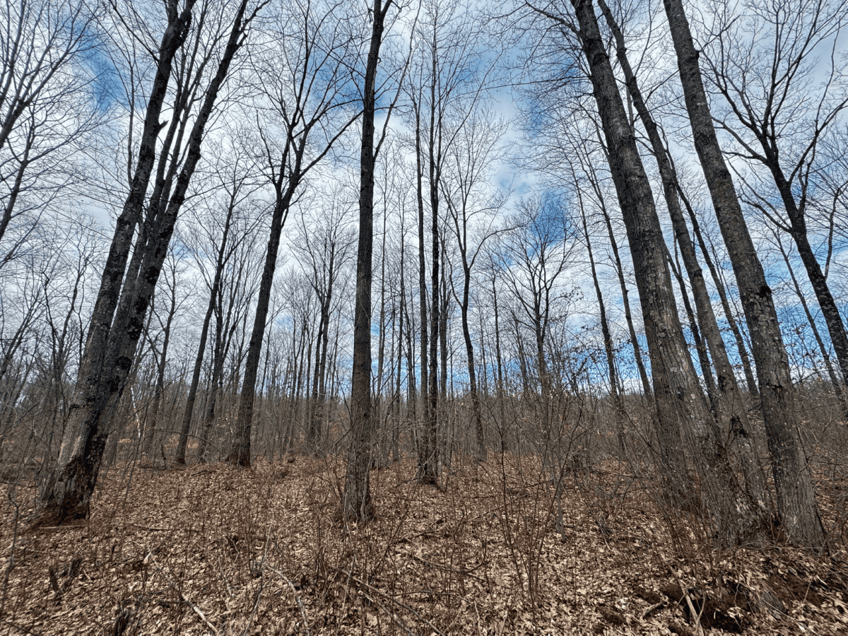 75-acre parcel in the heart of Clark County Wisconsin
