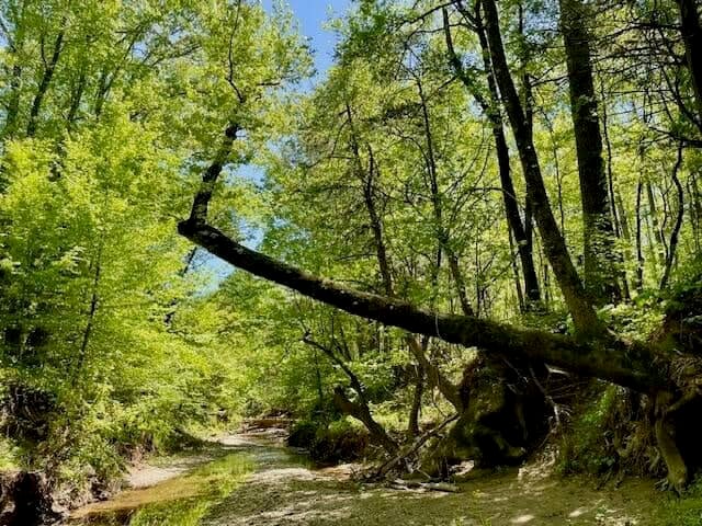 69 Acres For Sale Starkville MS