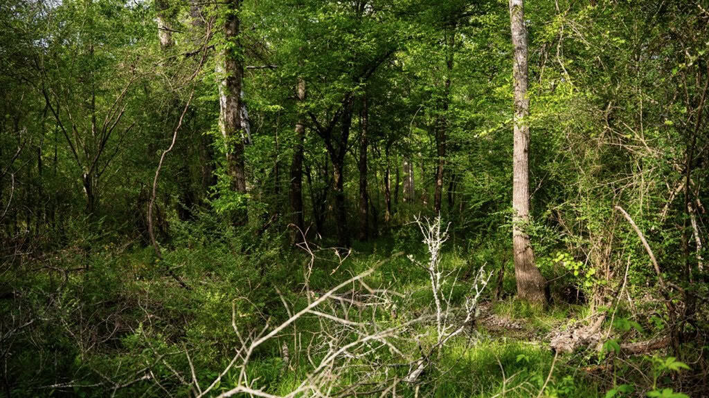 183 Acres and Camp for Sale with Lake, Timber Amite Co., MS