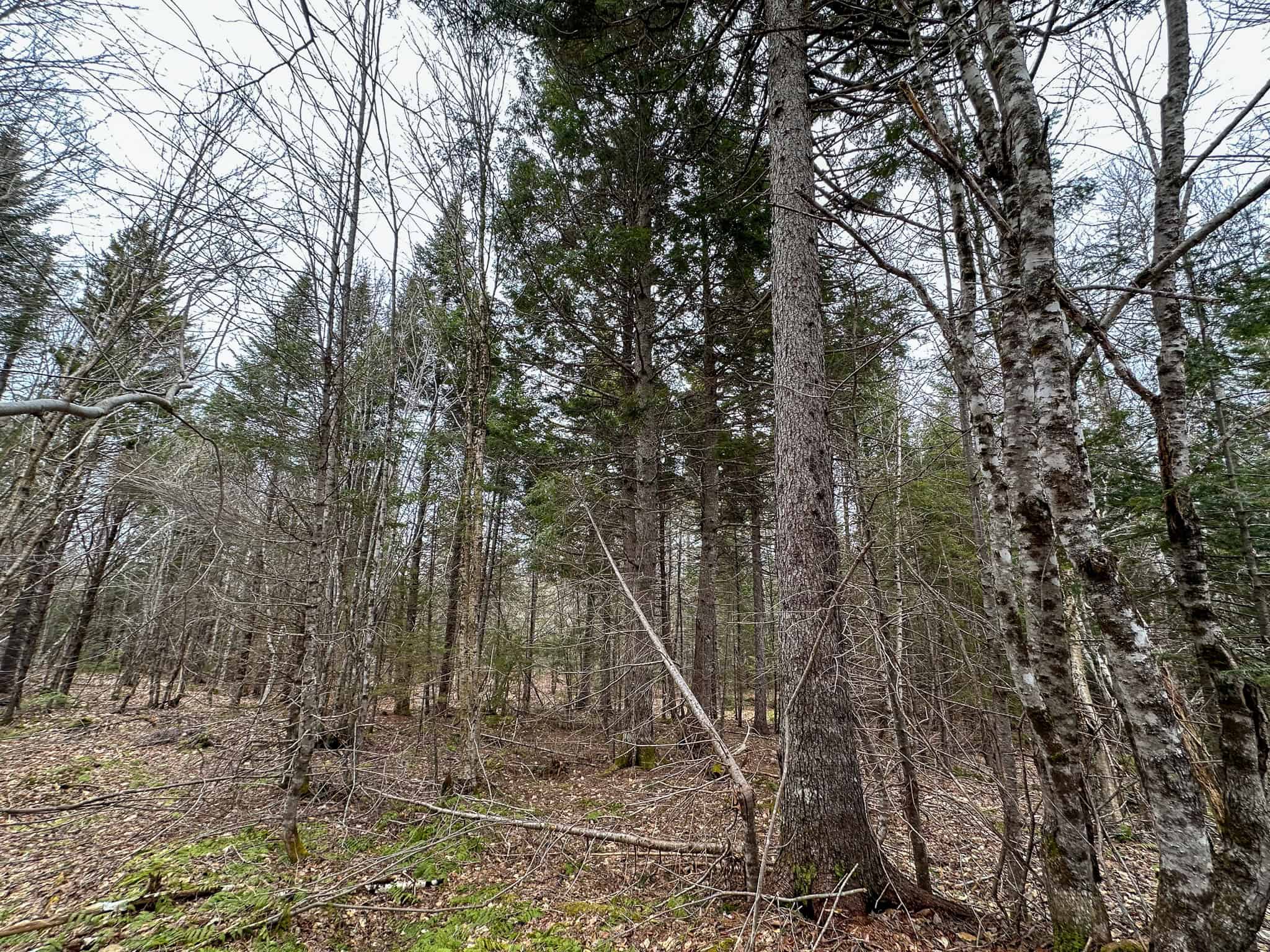 46.8 Acres of Maine Land for Sale – Remote, Forested, Affordable