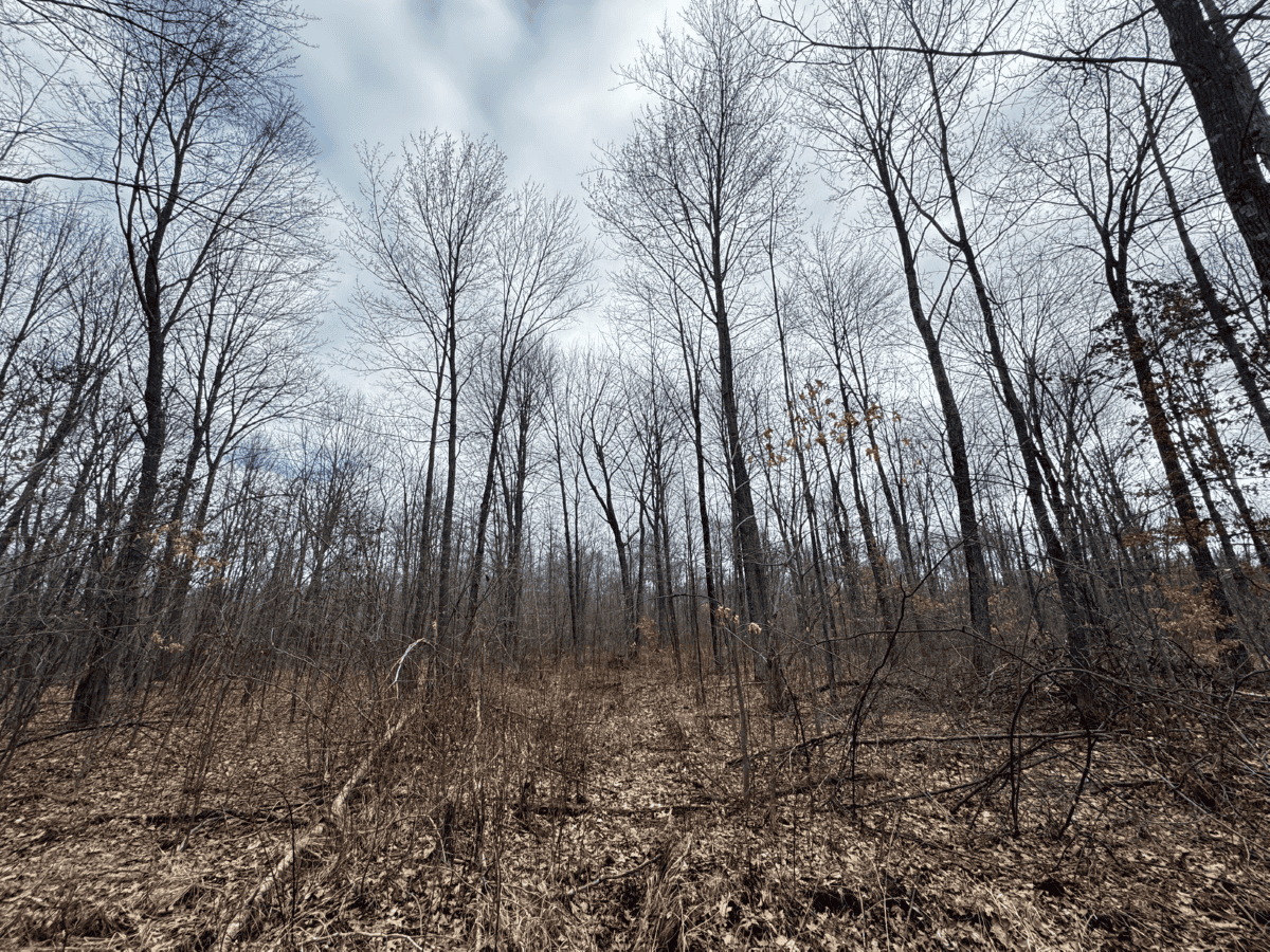 75-acre parcel in the heart of Clark County Wisconsin