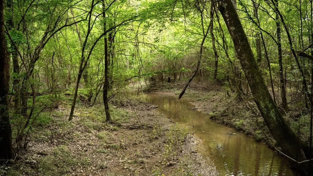 183 Acres and Camp for Sale with Lake, Timber Amite Co., MS