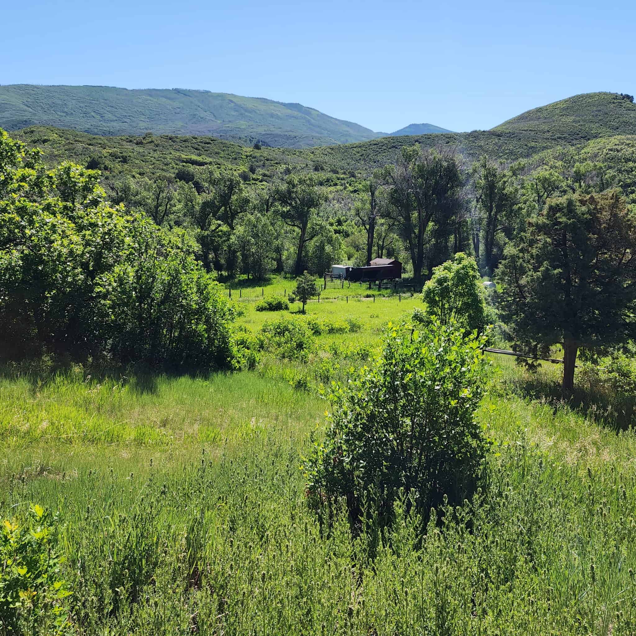 Cabin on 36 Acres with National Forest Access