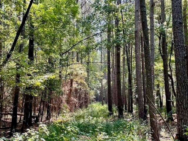 69 Acres For Sale Starkville MS