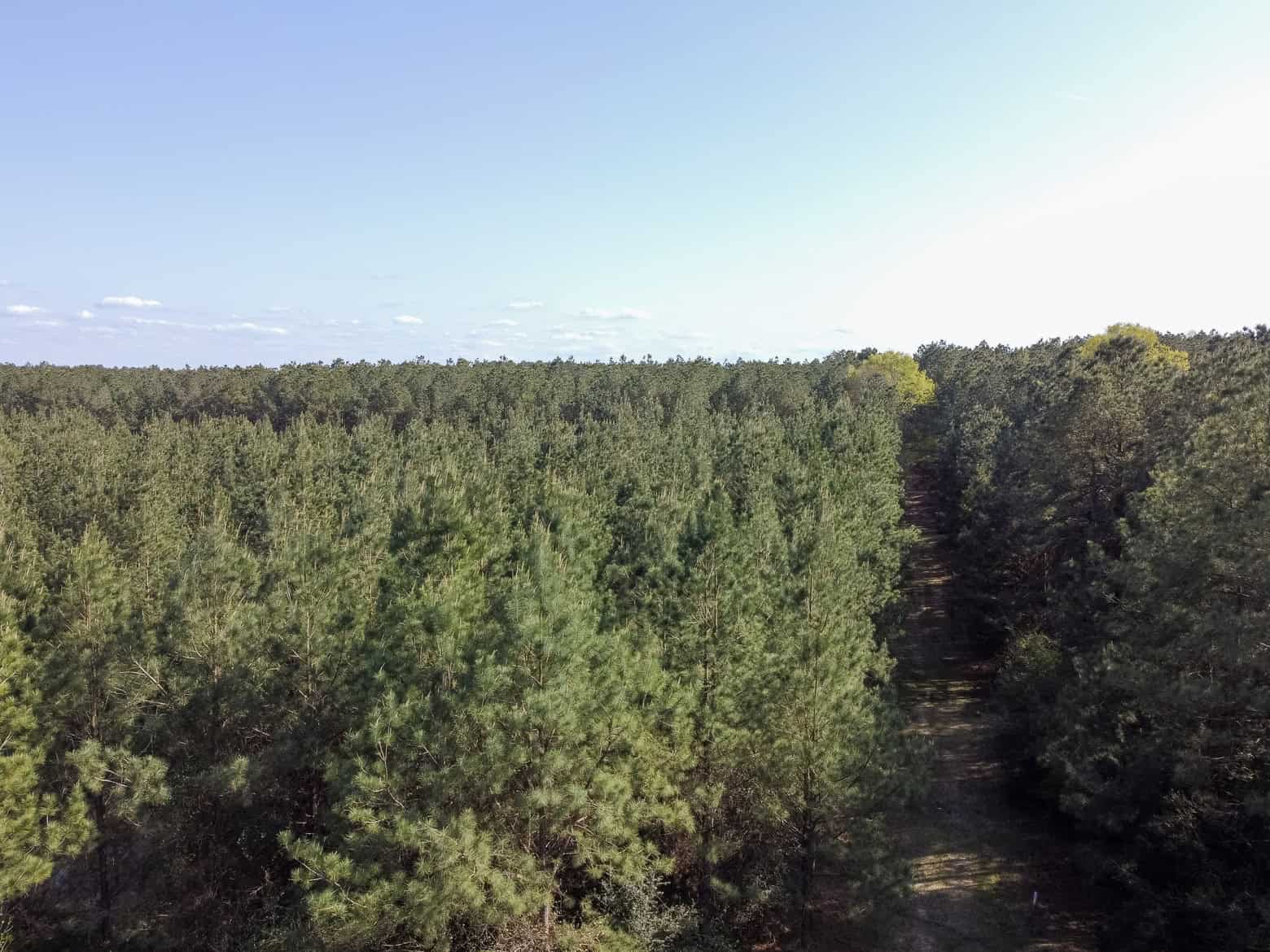 Longstraw 53 (Tract 2) Jackson Parish Timberland