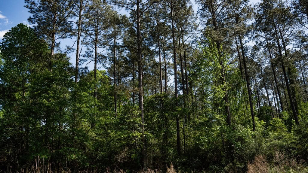 Deer and Turkey Property in Pike County, MS