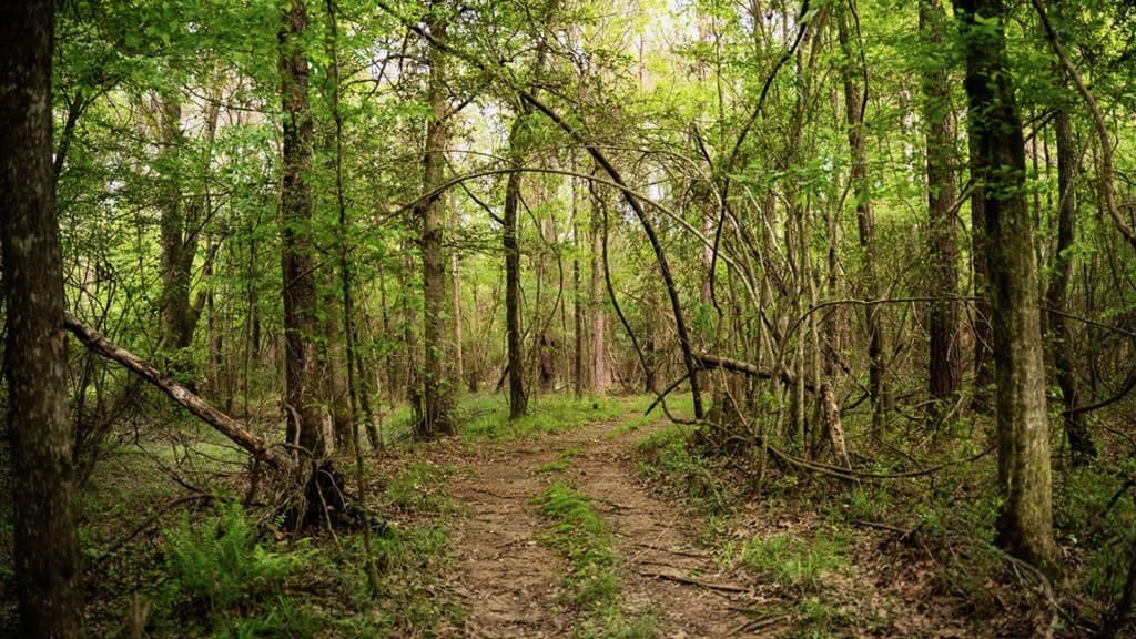 183 Acres and Camp for Sale with Lake, Timber Amite Co., MS