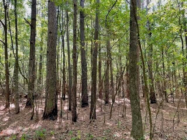 69 Acres For Sale Starkville MS