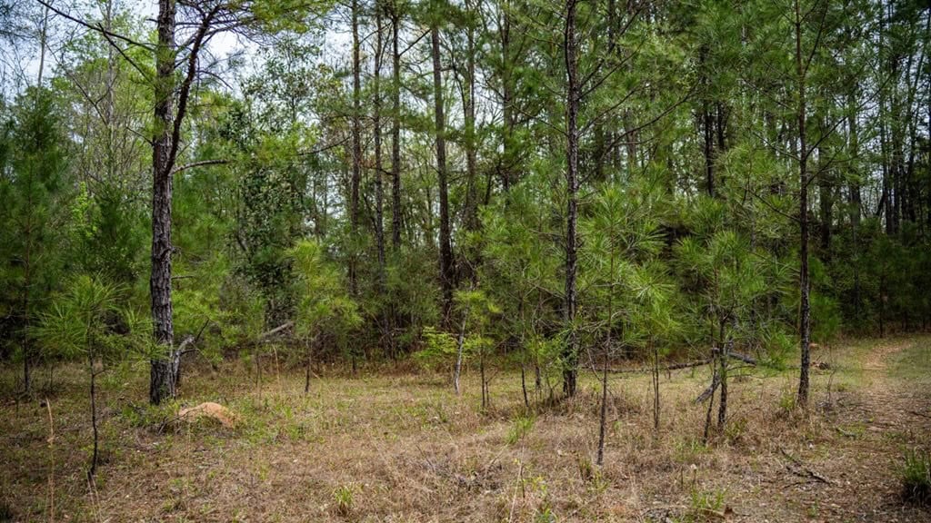 Affordable Property in Woodville, MS