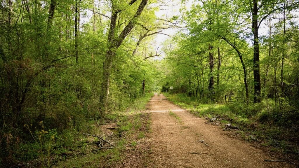 183 Acres and Camp for Sale with Lake, Timber Amite Co., MS