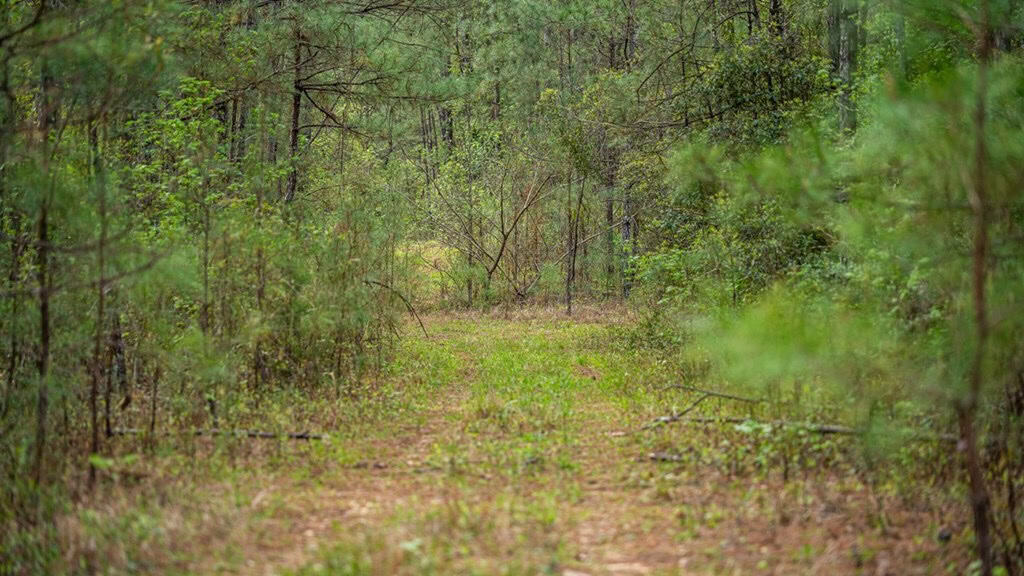 Affordable Property in Woodville, MS