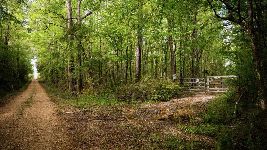 183 Acres and Camp for Sale with Lake, Timber Amite Co., MS