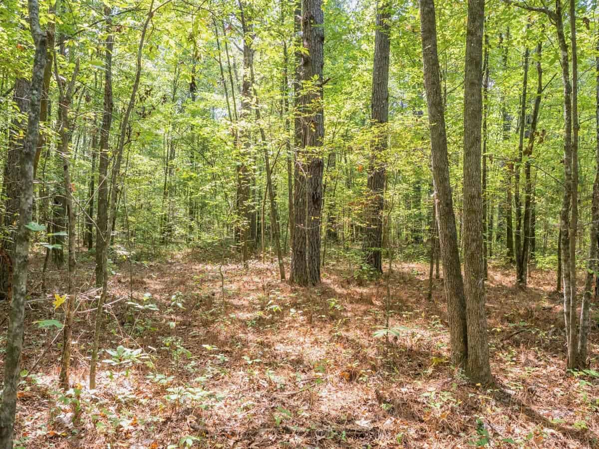 69 Acres For Sale Starkville MS