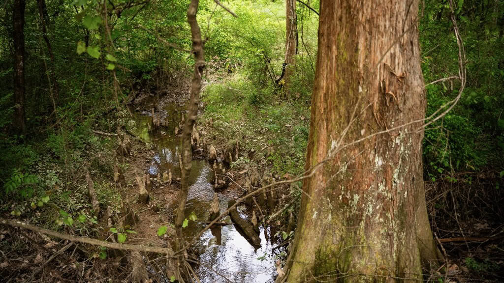 183 Acres and Camp for Sale with Lake, Timber Amite Co., MS