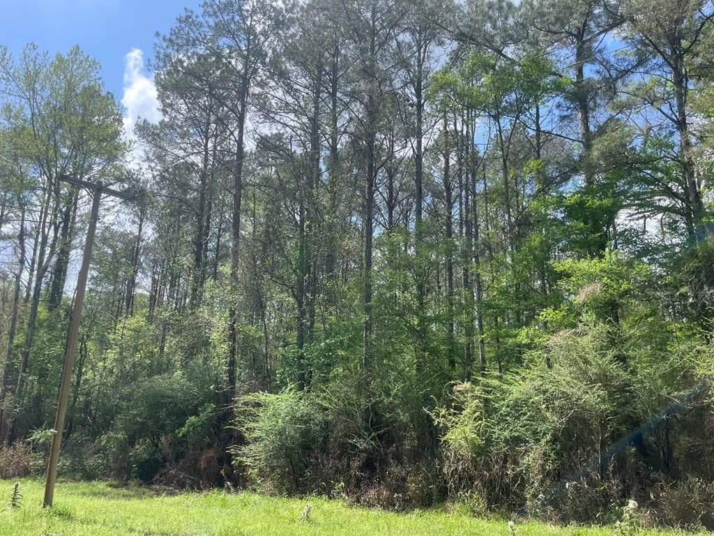 Amite County 38.6 Acres For Sale