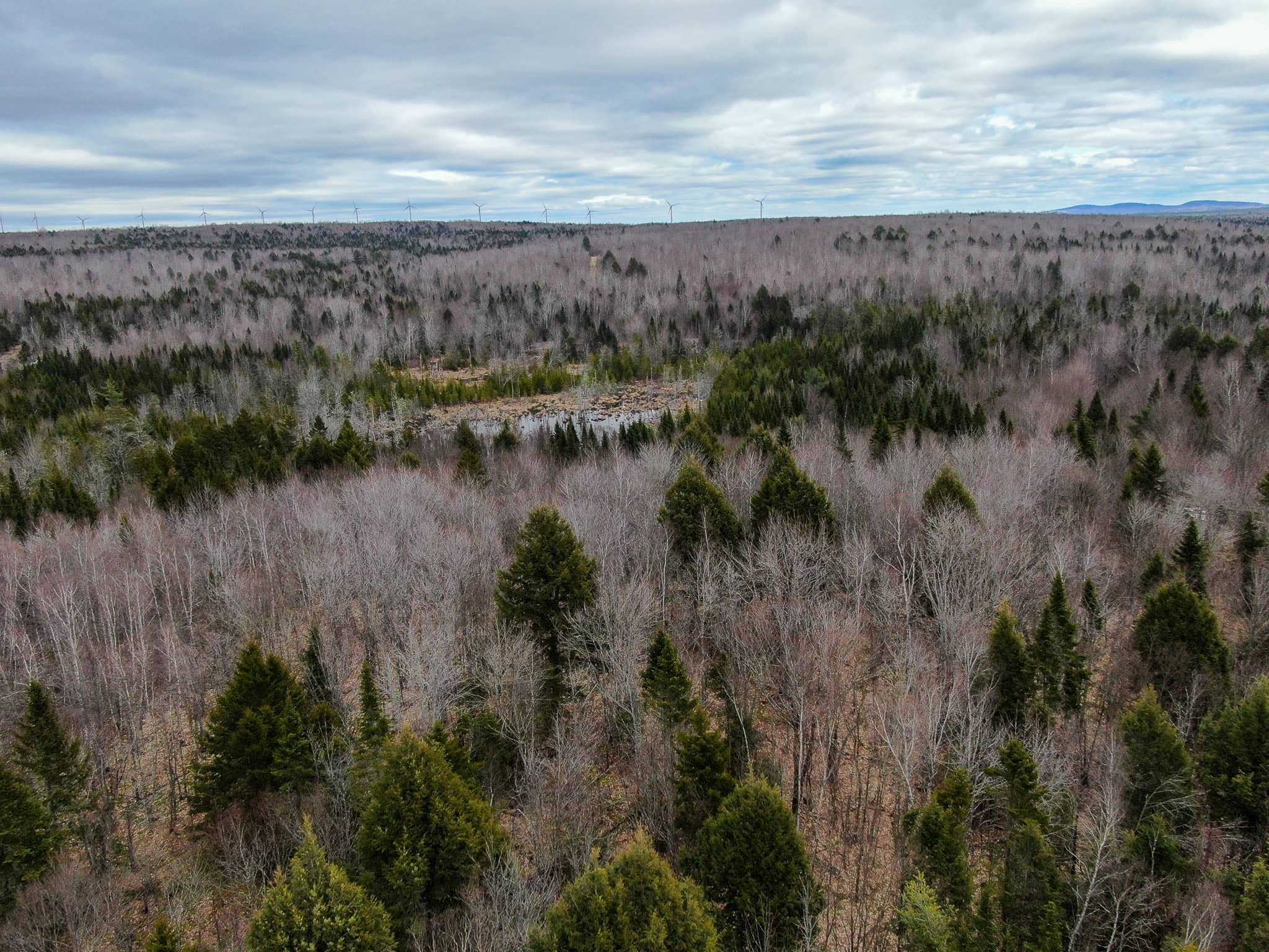 46.8 Acres of Maine Land for Sale – Remote, Forested, Affordable