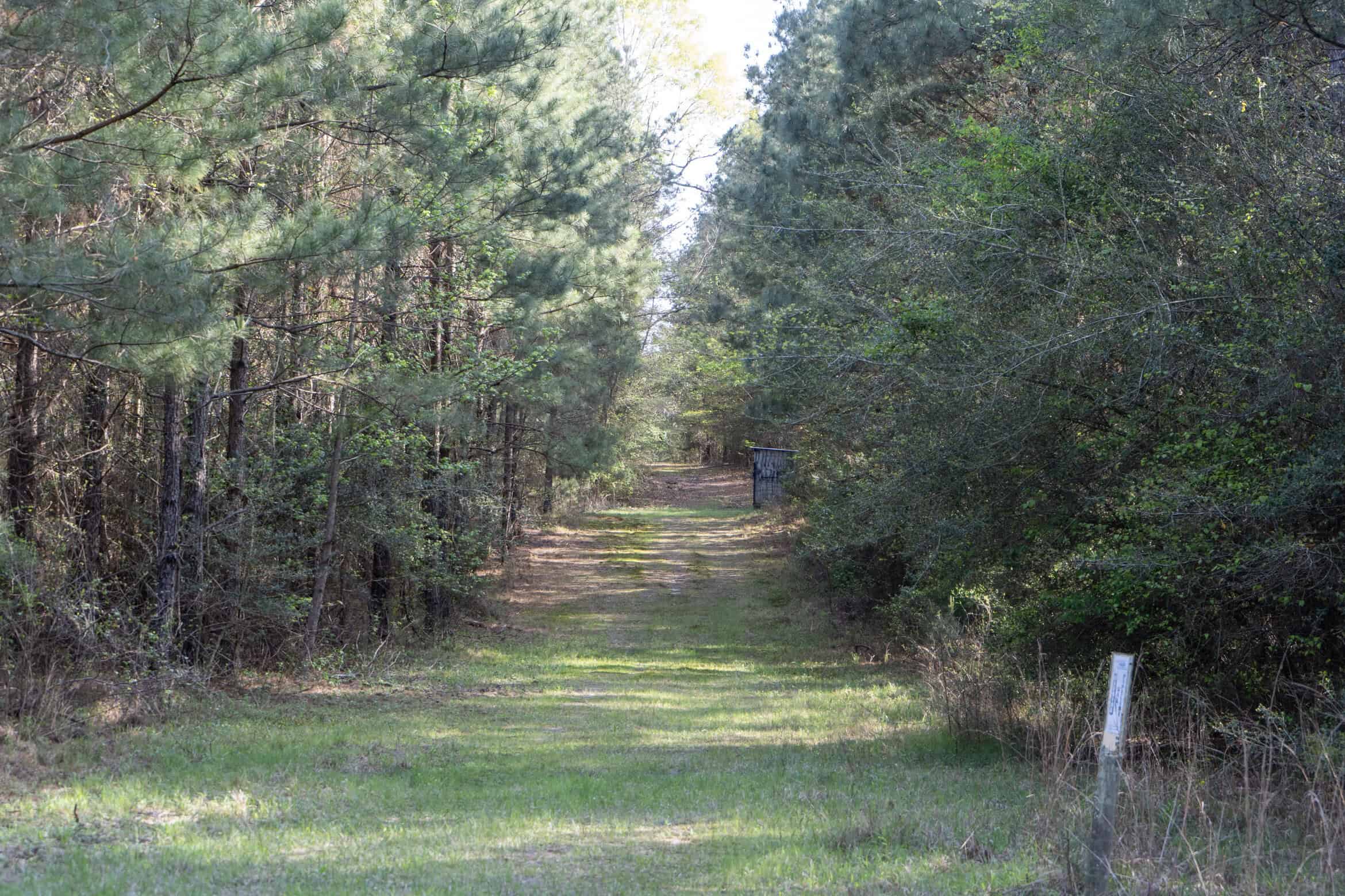 Longstraw 53 (Tract 2) Jackson Parish Timberland
