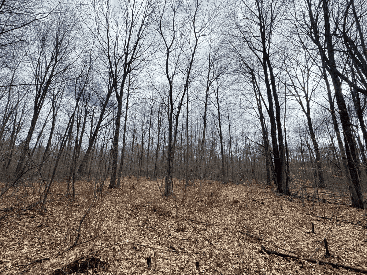 75-acre parcel in the heart of Clark County Wisconsin