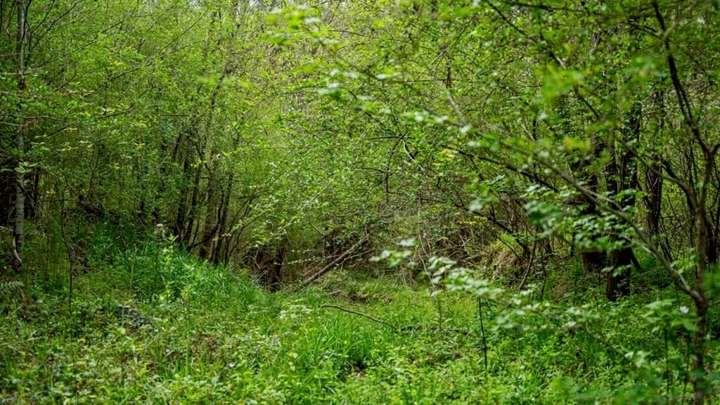 Affordable Property in Woodville, MS