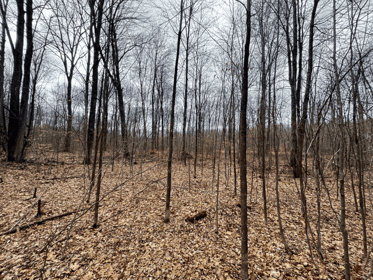 75-acre parcel in the heart of Clark County Wisconsin