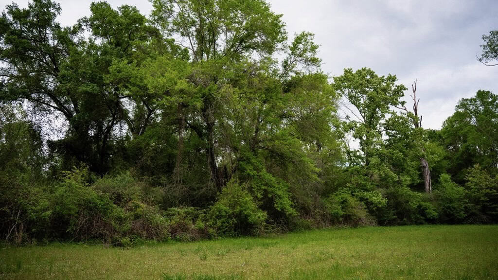 183 Acres and Camp for Sale with Lake, Timber Amite Co., MS