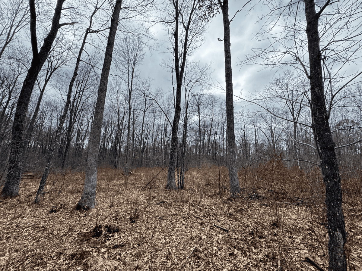 75-acre parcel in the heart of Clark County Wisconsin