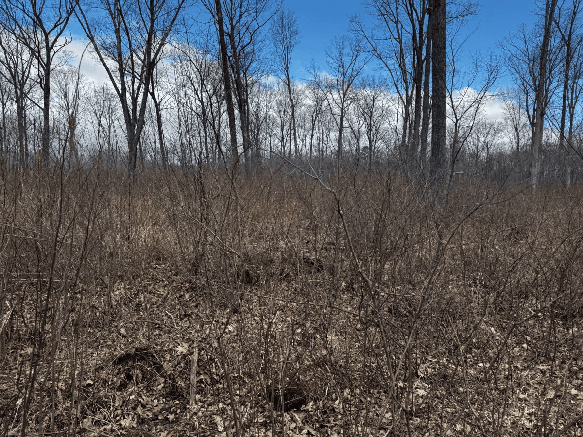 75-acre parcel in the heart of Clark County Wisconsin