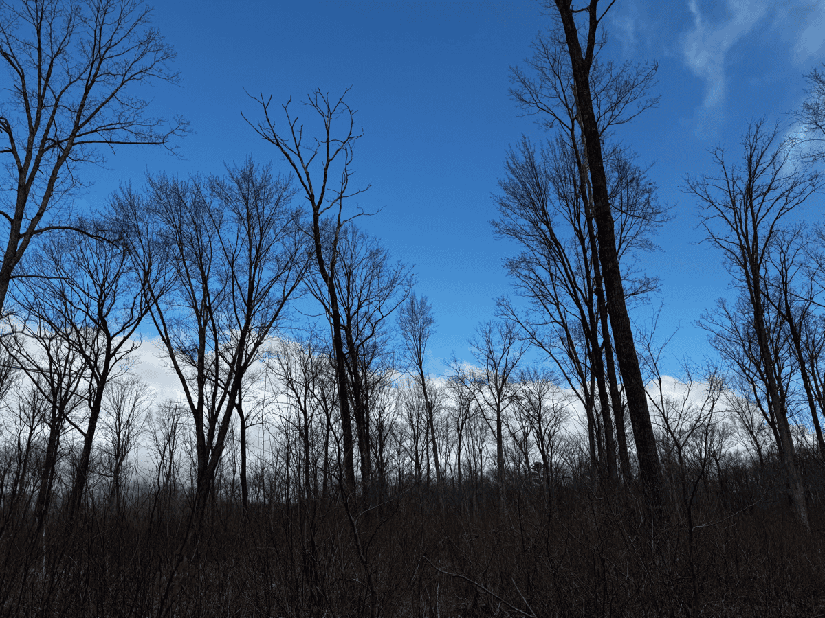 75-acre parcel in the heart of Clark County Wisconsin