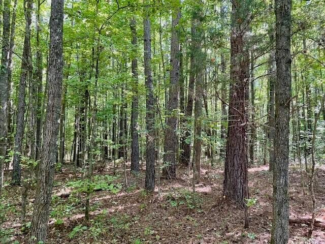 69 Acres For Sale Starkville MS