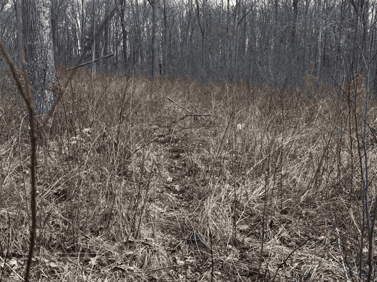 75-acre parcel in the heart of Clark County Wisconsin