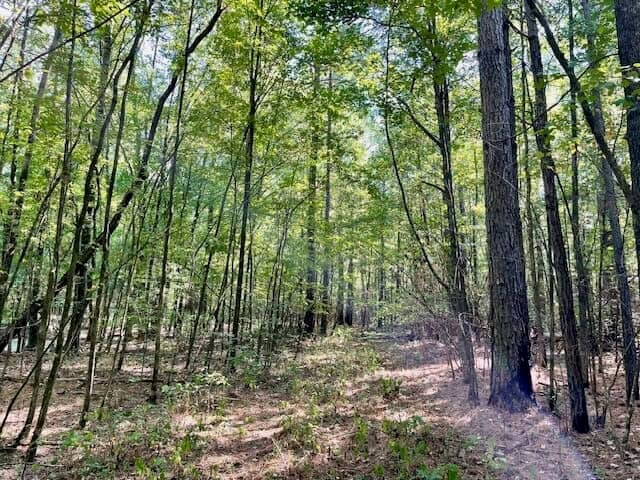 69 Acres For Sale Starkville MS