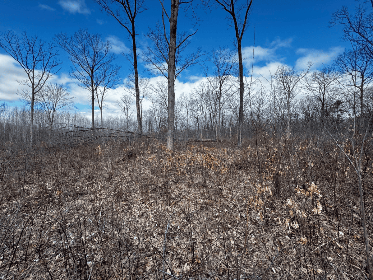 75-acre parcel in the heart of Clark County Wisconsin