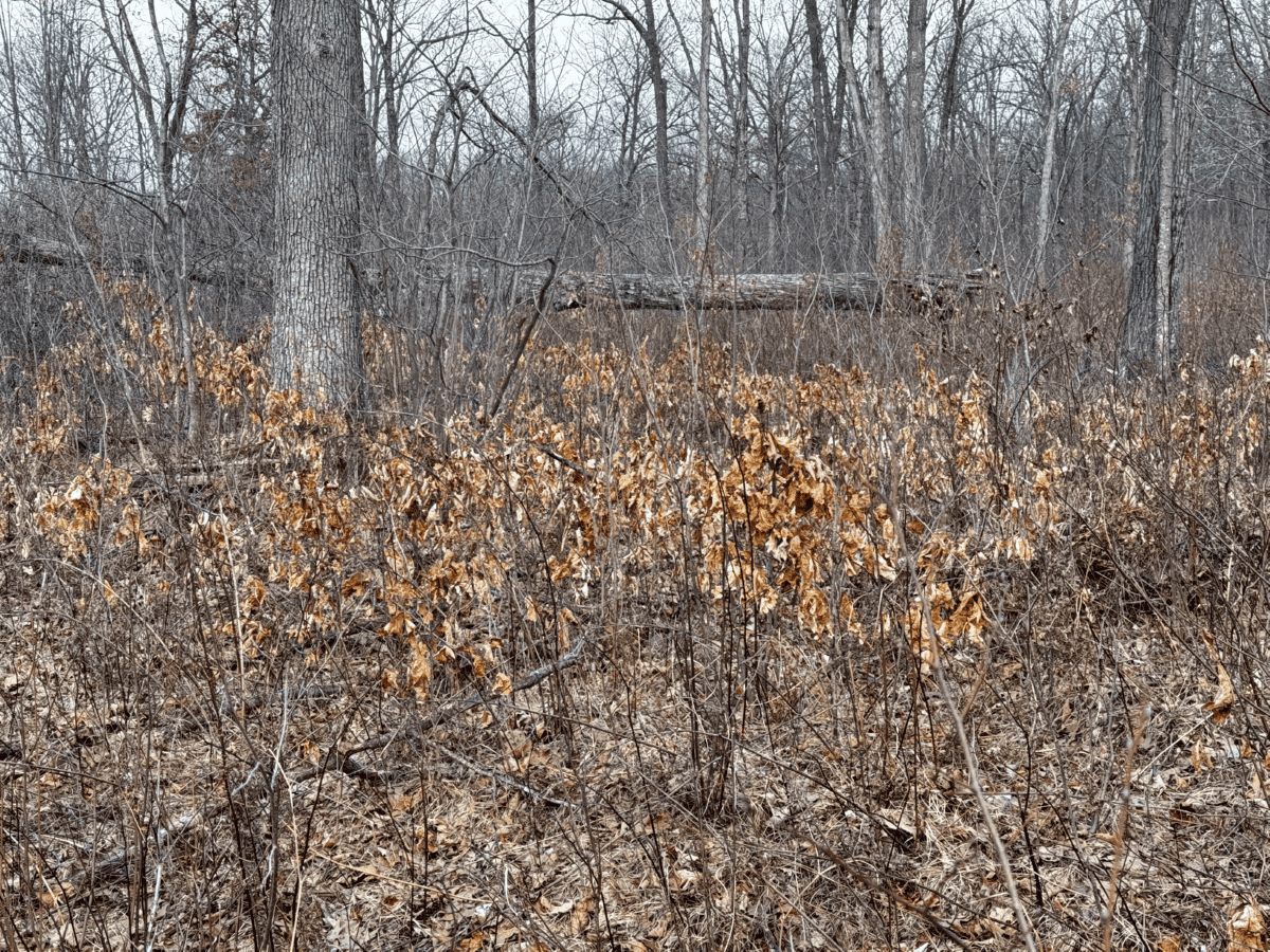 75-acre parcel in the heart of Clark County Wisconsin