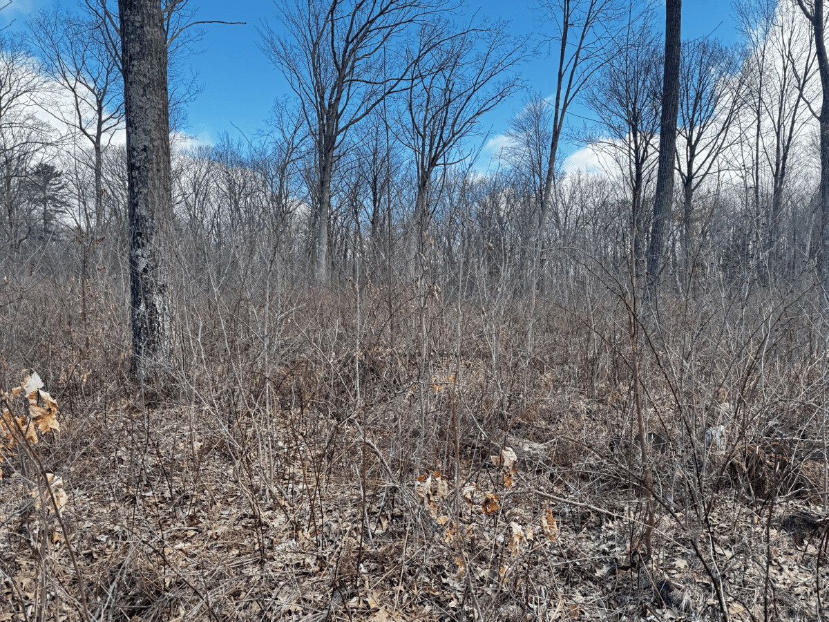 75-acre parcel in the heart of Clark County Wisconsin