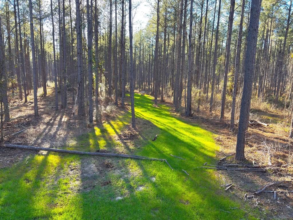 Amite County Hunting Land for Sale