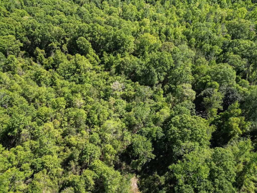 Deer and Turkey Property in Pike County, MS